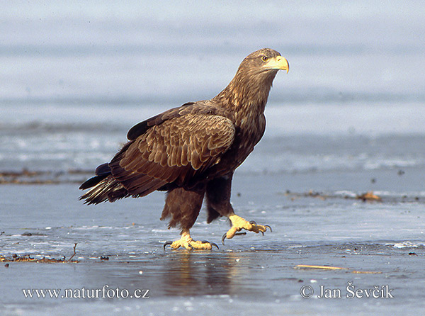 Zeearend vogel