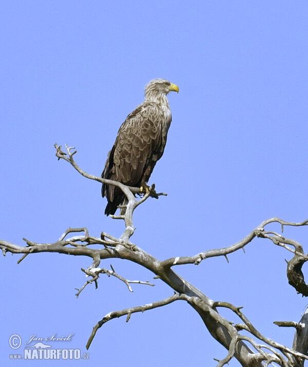 Zeearend vogel