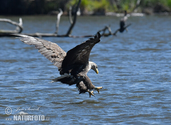 Zeearend vogel