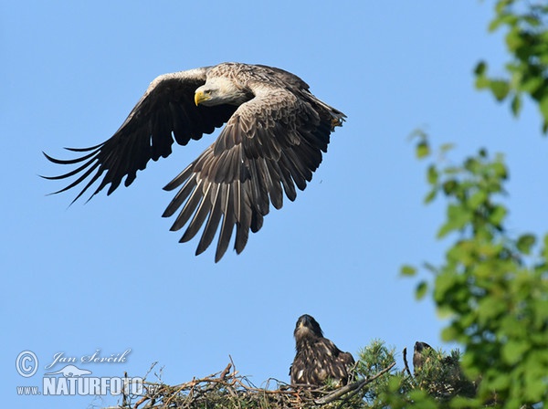 Zeearend vogel