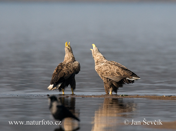 Zeearend vogel