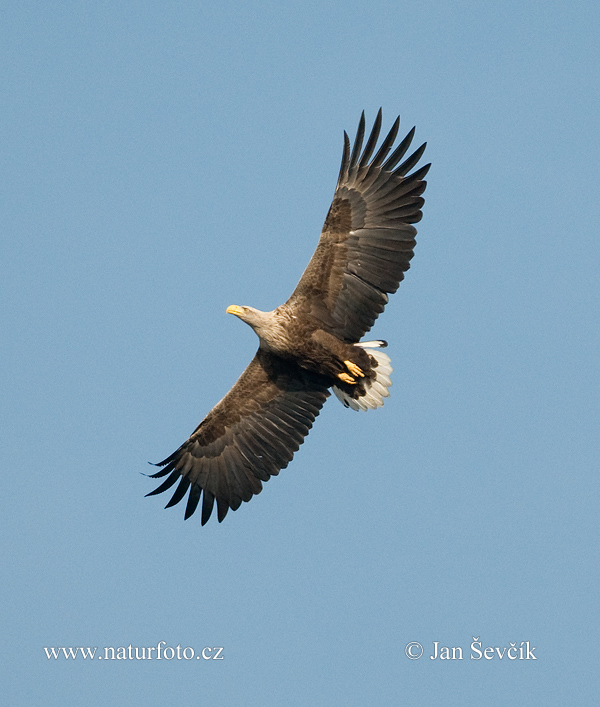 Zeearend vogel