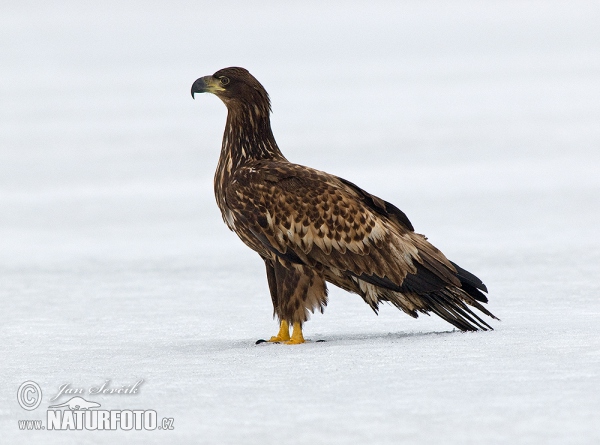 Zeearend vogel