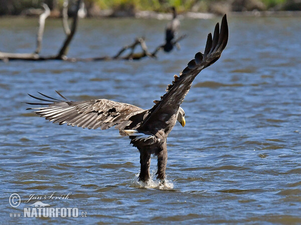 Zeearend vogel