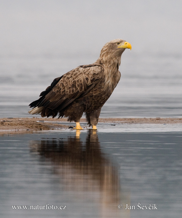 Zeearend vogel