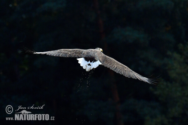 Zeearend vogel