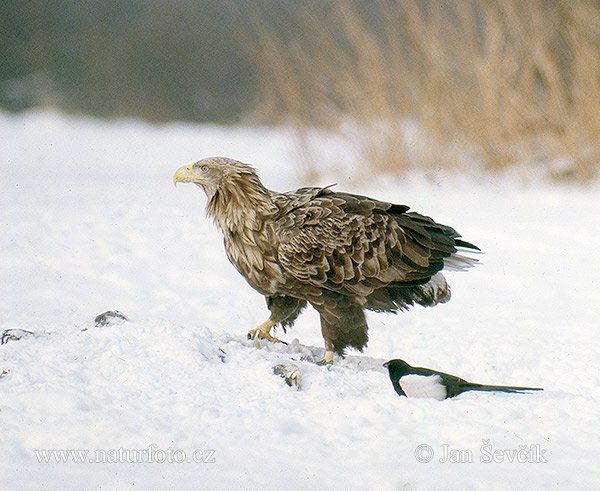 Zeearend vogel