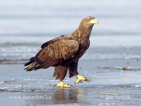 Zeearend vogel