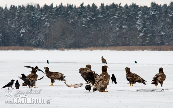 Zeearend vogel