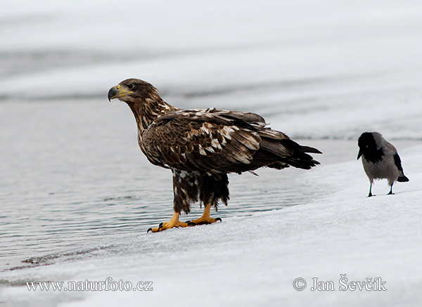 Zeearend vogel