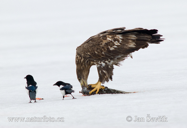 Zeearend vogel