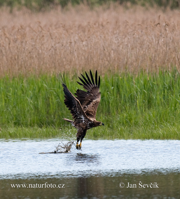 Zeearend vogel