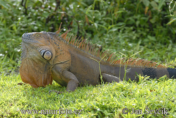 Zelena iguana