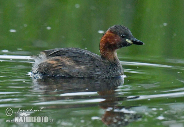 Zwergtaucher