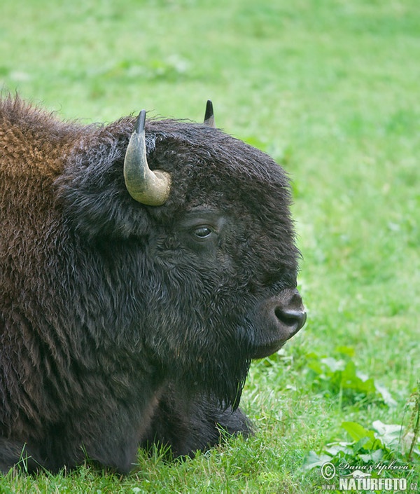 Bison d'Amérique du Nord