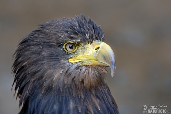 Burung Lang Ekor Putih