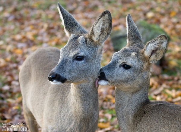 Capriolo