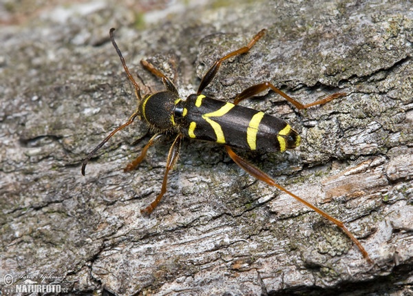 chter Widderbock