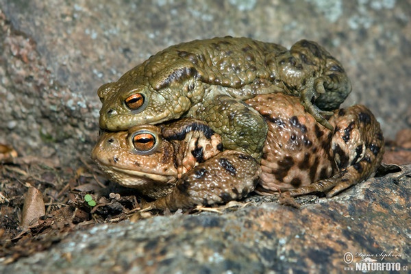 Crapaud commun