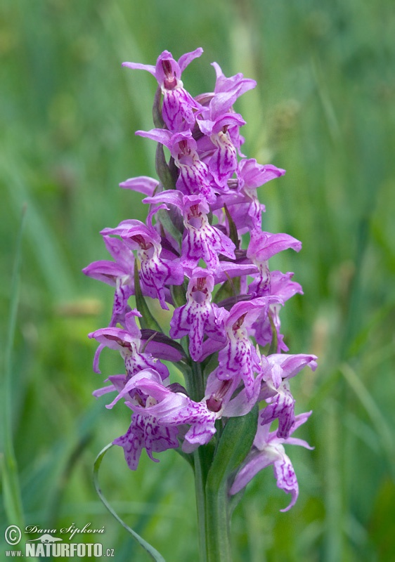 Dactylorhiza majalis