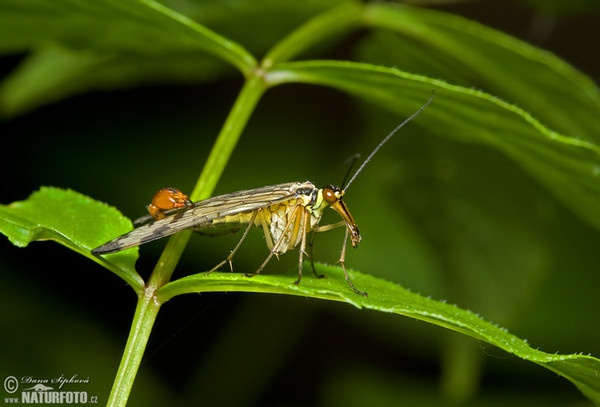 Gemeine Skorpionsfliege