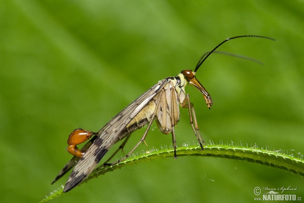 Gemeine Skorpionsfliege