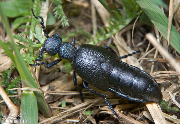 Schwarzblauer Ölkäfer