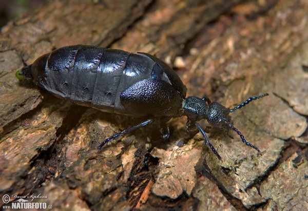 Schwarzblauer Ölkäfer