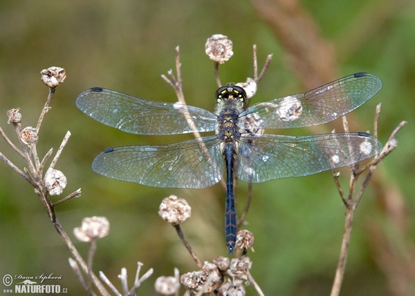 Schwarze Heidelibelle