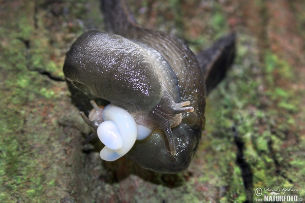 shy-grey Ash-black Slug