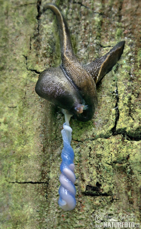 shy-grey Ash-black Slug