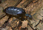 Schwarzblauer Ölkäfer