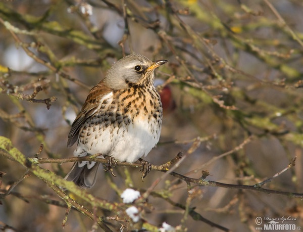 Turdus pilaris