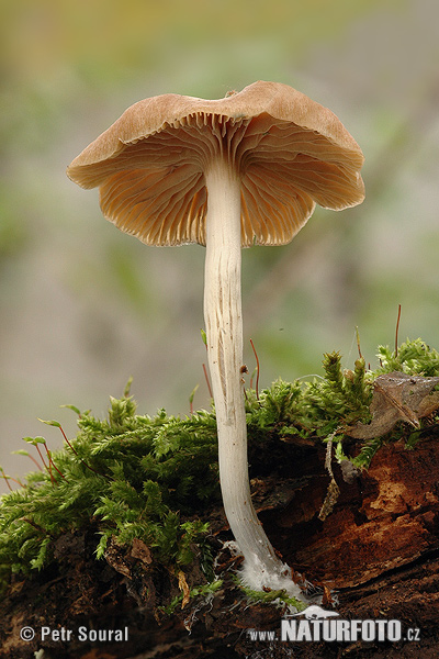 silocybe de Bohême