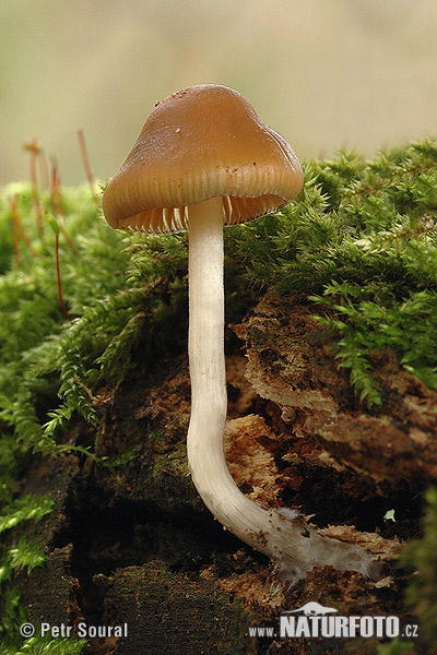 silocybe de Bohême